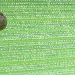 Cereal Leaf Beetle Larvae are black and slug like