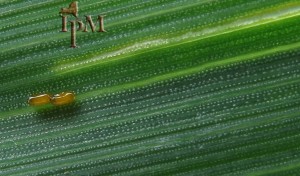 Cereal Leaf Beetle Eggs are tiny and laid on the leaf of the plant. They are also orange.