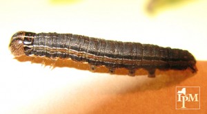 this is a photo of true armyworm
