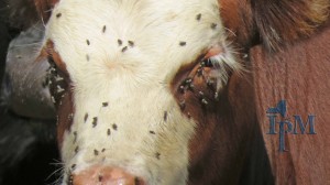 This is a photo of a cow with face flies on the face and around the eyes