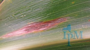 This is a photo of Northern Corn Leaf Blight