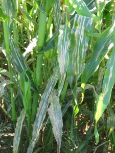 This is a photo of Northern corn leaf blight. It has long cigar like lesions running up and down the leaf. The range from a 1/2 inches to 5 inches long.