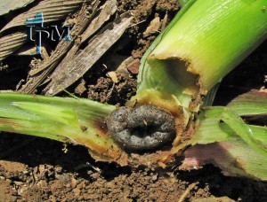 This is a photo of black cutworm at the base of a cut corn plant