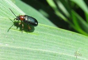 Cereal Leaf Beetle Adult
