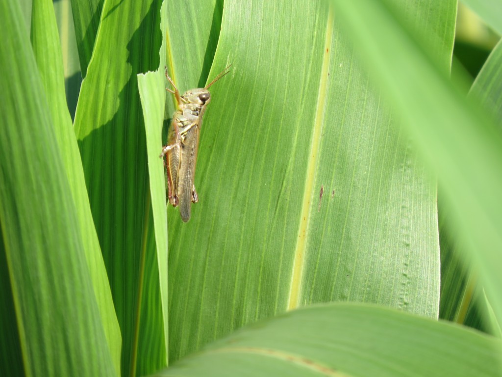 This is a photo of a grasshopper on sorgum