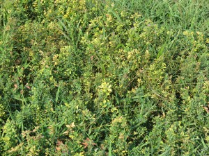 A photo of potato leafhopper damage to alfalfa