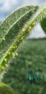 this is a photo of Soybean Aphids on a soybean stem