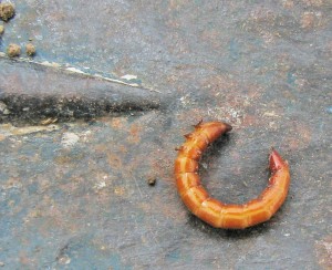 This is a photo of wireworm. 