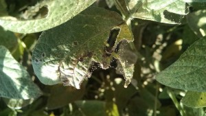 This is a photo of spider mites on soybeans.  