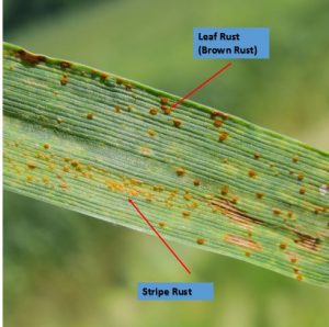 This photo shows the difference in stripe rust and leaf rust on wheat