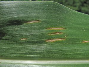 This is Gray Leaf spot on Corn. It has little match stick like lesions.