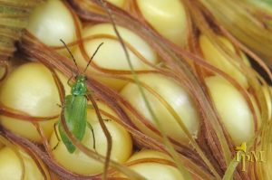 This is a photo of northern corn rootworm 