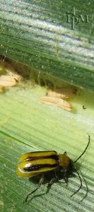 photo of Western Corn Rootworm Adult Female