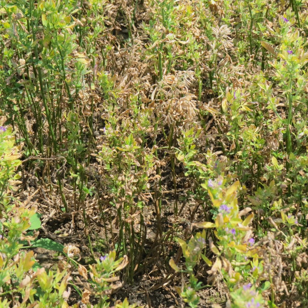 This is a photo of Potato leafhopper damage on alfalfa