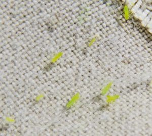 this is a photo of potato leafhopper nymphs
