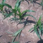 Black Cutworm Damage to field corn