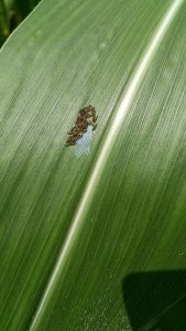 This is a photo of western bean cutworm 1st instar larvae