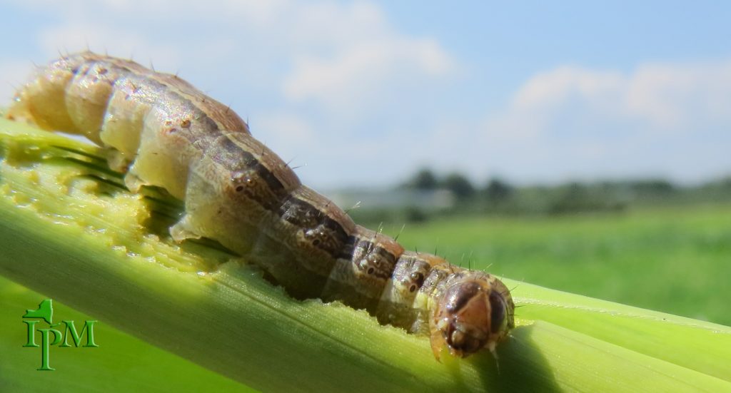 This is a fall armyworm on field corn