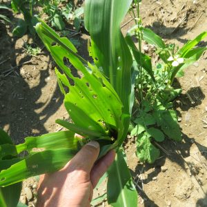 This is a phot of fall armyworm damage to fields corn. There are a lot of long hole elongated up and down the leaf from larval feeding. 