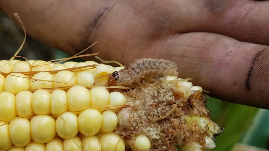 this is a photo of western bean cutworm feeding on an ear of corn