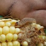 this is a photo of western bean cutworm feeding on an ear of corn