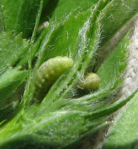 This is a photo of light green alfalfa weevil larvae in a bud of a alfalfa plant