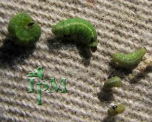 Alfalfa Weevil Larvae