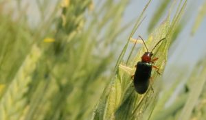 This is a photo of cereal leaf beetle. It has a red head and a black thorax. The beetle is rather shiny. 