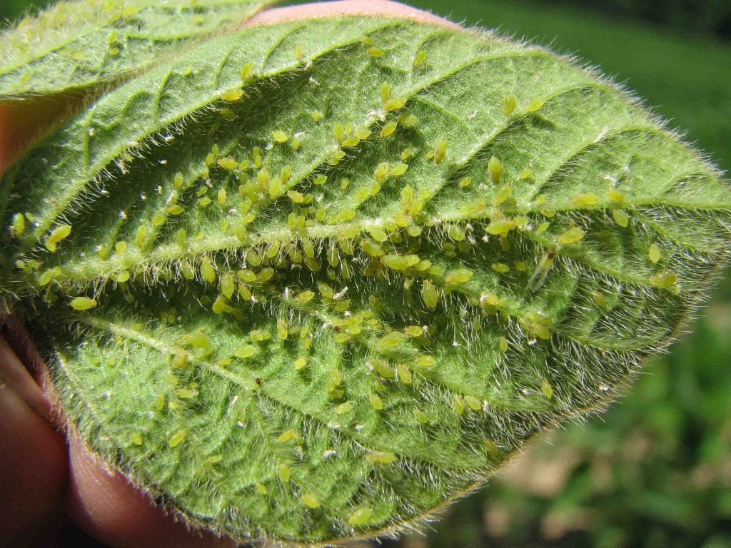 This is a photo of light green tiny soybean aphids on a soybean leaf