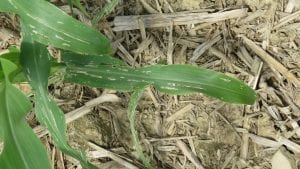 This is a photo of slug damage on corn leaves