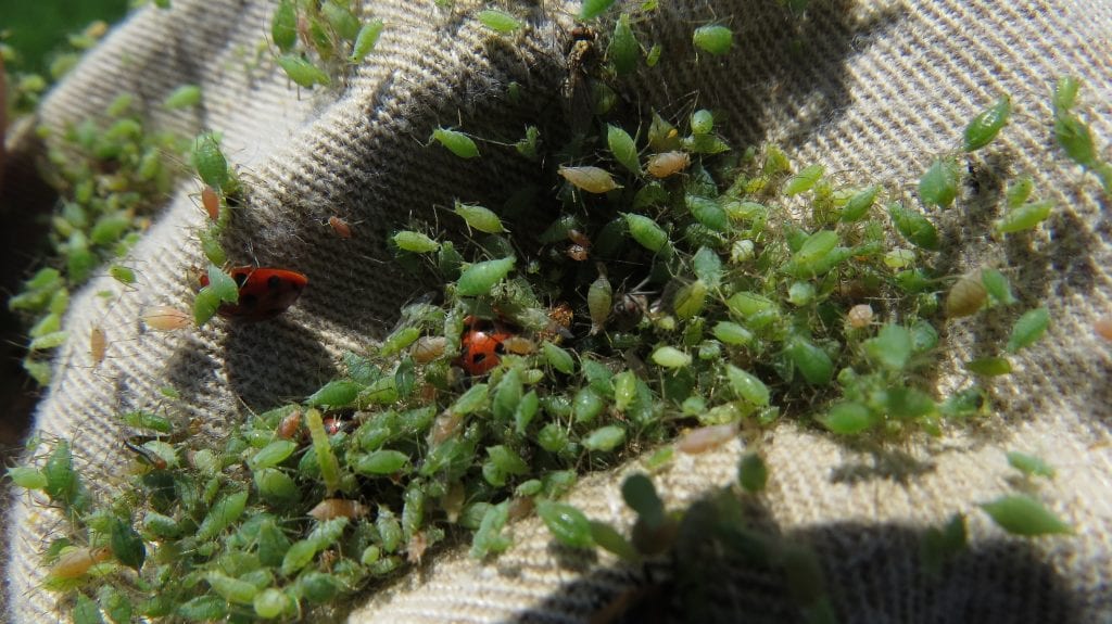 This is a photo of pea aphids in a sweep net