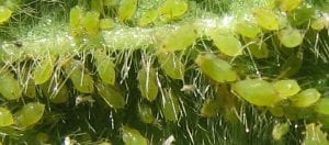 This is a photo of soybean aphids 