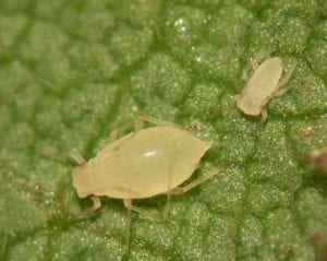 This is a soybean aphid and nymph
