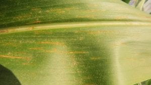 Northern Corn Leaf Spot