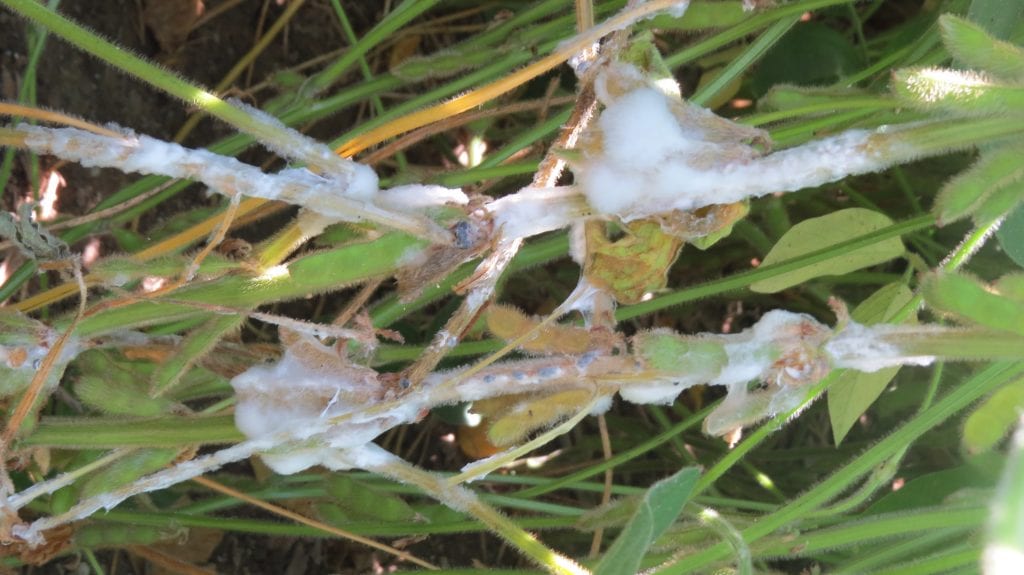 White Mold in Soybeans 