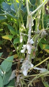 This is a photo of a white mass of mold on a soybean plant 