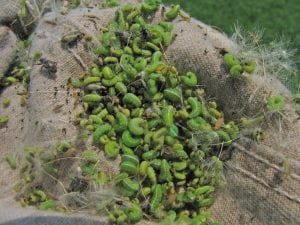 Alfalfa Weevil Larvae