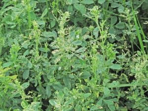Alfalfa Weevil Damage-There are many shot holes in the leaves of the alfalfa