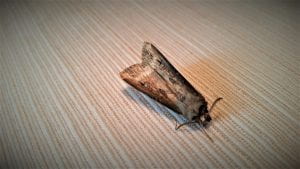 black cutworm Moth