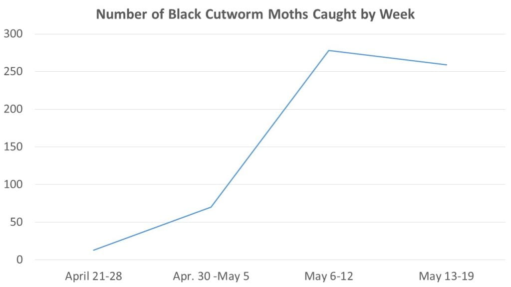 Black Cutworm Graph