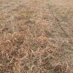 no-till burn down with weedy grasses