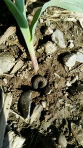 black cutworm photo