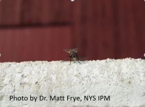 House Fly Adult