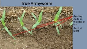 The is damage by armyworm on corn plants in the 2nd leaf stage. They feed form the edge of the leaf into the midrid