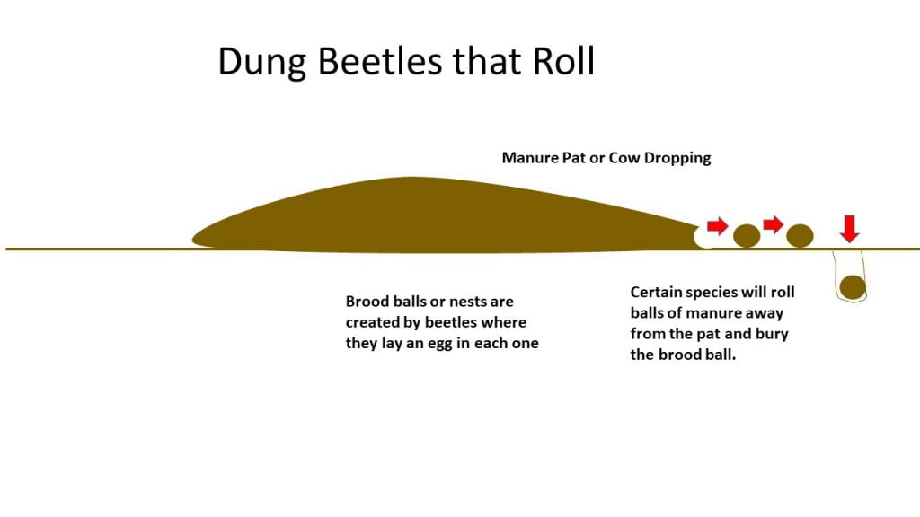 Dung Beetle-Rollers