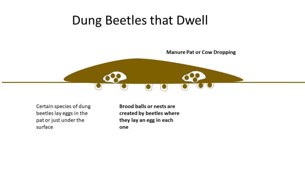Dung Beetle-Dwellers 