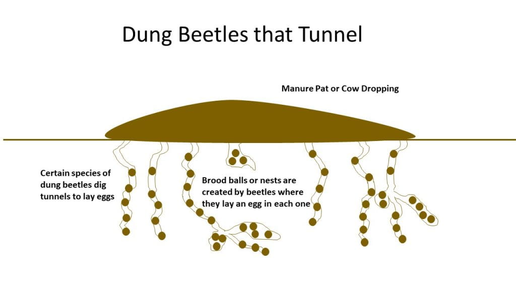 Dung Beetle-Tunnelers
