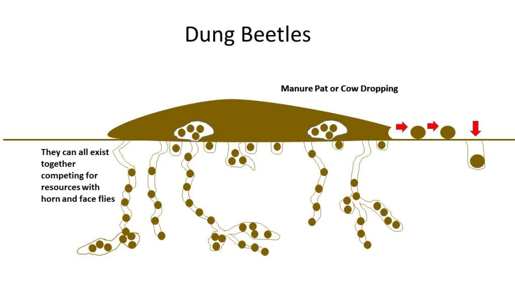 Combined species of dung beetle movement of manure