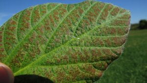 Cercospora Leaf Spot on Soybeans