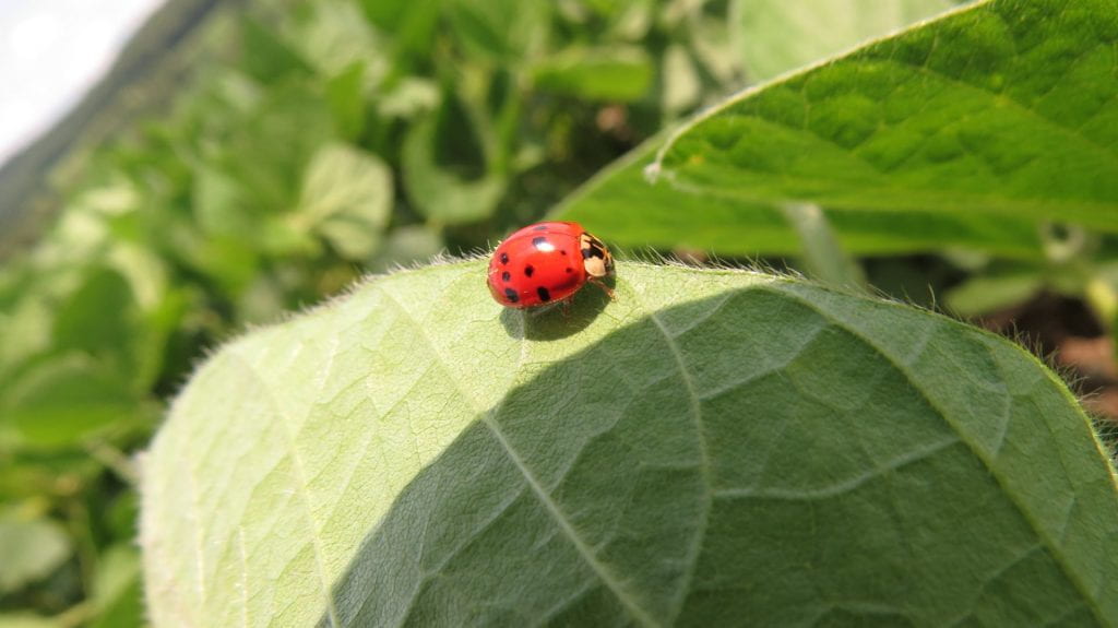 This is a photo of a photo of a Asian Multi-Colored Lady Beetle